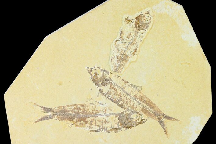 Trio of Fossil Fish (Knightia) - Green River Formation - Wyoming #136865